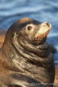 California sea lion, adult male, profile of head showing long whiskers and prominent sagittal crest (cranial crest bone), hauled out on rocks to rest, early morning sunrise light, Monterey breakwater rocks, Zalophus californianus