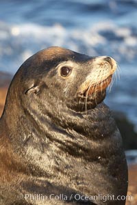 California sea lion, adult male, profile of head showing long whiskers and prominent sagittal crest (cranial crest bone), hauled out on rocks to rest, early morning sunrise light, Monterey breakwater rocks, Zalophus californianus