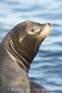 California sea lion, adult male, profile of head showing long whiskers and prominent sagittal crest (cranial crest bone), hauled out on rocks to rest, early morning sunrise light, Monterey breakwater rocks, Zalophus californianus