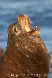 California sea lion, adult male, profile of head showing long whiskers and prominent sagittal crest (cranial crest bone), hauled out on rocks to rest, early morning sunrise light, Monterey breakwater rocks, Zalophus californianus