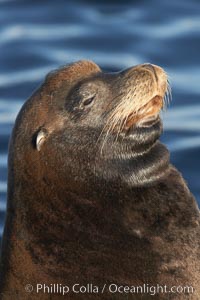 California sea lion, adult male, profile of head showing long whiskers and prominent sagittal crest (cranial crest bone), hauled out on rocks to rest, early morning sunrise light, Monterey breakwater rocks, Zalophus californianus