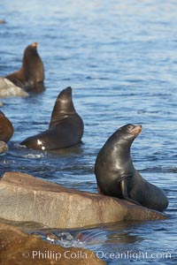 California sea lion, adult male, hauled out on rocks to rest, early morning sunrise light, Monterey breakwater rocks, Zalophus californianus