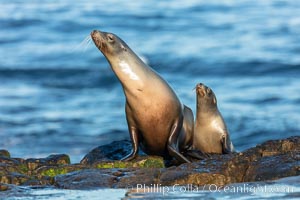 California Sea Lion mother with her pup, La Jolla, California