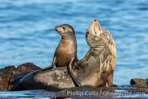 California Sea Lion pup playing on top of its resting mother, La Jolla, California, Zalophus californianus