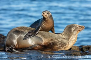 California Sea Lion pup playing on top of its resting mother, La Jolla, California, Zalophus californianus