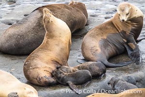A mother California sea lions nurses two newborn pups. Each mother sea lions gives birth to only one pup each season. While rare, a mother sea lion may adopt an abandoned pup. This mother sea lion has done so, nursing two pups just a few days old at Point La Jolla
