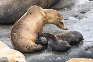 A mother California sea lions nurses two newborn pups. Each mother sea lions gives birth to only one pup each season. While rare, a mother sea lion may adopt an abandoned pup. This mother sea lion has done so, nursing two pups just a few days old at Point La Jolla