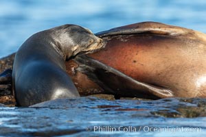 California Sea Lion pup nursing on its mother, La Jolla, California, Zalophus californianus