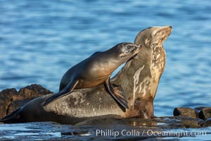 California Sea Lion pup nuzzles its mother, La Jolla, California, Zalophus californianus