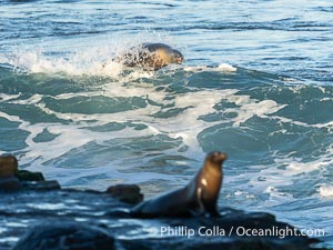 California sea lion surfing in a wave at La Jolla Cove, San Diego, Zalophus californianus