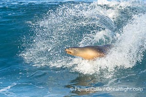 California sea lion surfing in a wave at La Jolla Cove, San Diego, Zalophus californianus