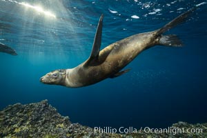 Sea lion underwater in beautiful sunset light