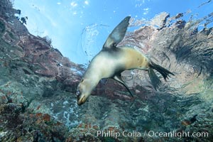 Sea Lion Underwater, Los Islotes, Sea of Cortez. Baja California, Mexico, natural history stock photograph, photo id 32487