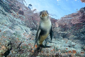 Sea Lion Underwater, Los Islotes, Sea of Cortez