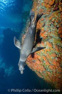 Sea Lion Underwater, Los Islotes, Sea of Cortez