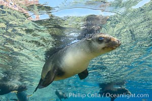 Sea Lion Underwater, Los Islotes, Sea of Cortez