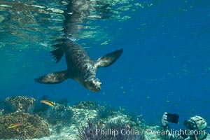 Sea Lion Underwater, Los Islotes, Sea of Cortez