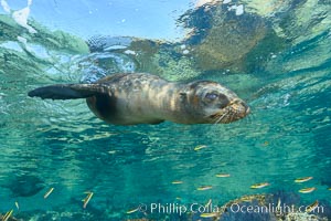 Sea Lion Underwater, Los Islotes, Sea of Cortez