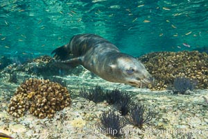 Sea Lion Underwater, Los Islotes, Sea of Cortez