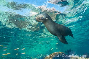 Sea Lion Underwater, Los Islotes, Sea of Cortez