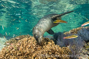 Sea Lion Underwater, Los Islotes, Sea of Cortez