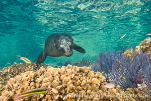 Sea Lion Underwater, Los Islotes, Sea of Cortez