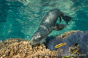 Sea Lion Underwater, Los Islotes, Sea of Cortez