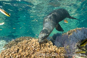 Sea Lion Underwater, Los Islotes, Sea of Cortez