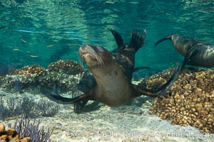 Sea Lion Underwater, Los Islotes, Sea of Cortez