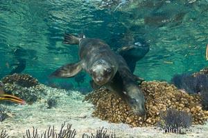 Sea Lion Underwater, Los Islotes, Sea of Cortez