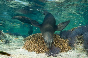 Sea Lion Underwater, Los Islotes, Sea of Cortez