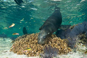 Sea Lion Underwater, Los Islotes, Sea of Cortez