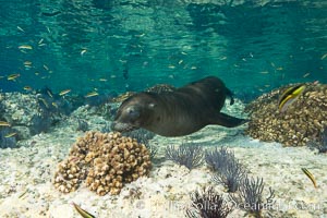 Sea Lion Underwater, Los Islotes, Sea of Cortez