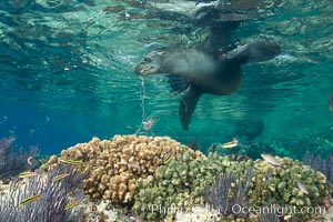 Sea Lion Underwater, Los Islotes, Sea of Cortez