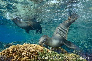 Sea Lion Underwater, Los Islotes, Sea of Cortez