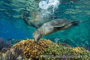 Sea Lion Underwater, Los Islotes, Sea of Cortez