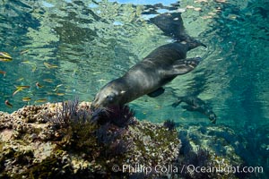 Sea Lion Underwater, Los Islotes, Sea of Cortez