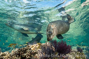 Sea Lion Underwater, Los Islotes, Sea of Cortez