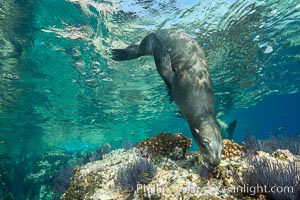 Sea Lion Underwater, Los Islotes, Sea of Cortez