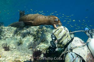 Sea Lion Underwater, Los Islotes, Sea of Cortez