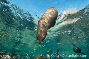 Sea Lion Underwater, Los Islotes, Sea of Cortez