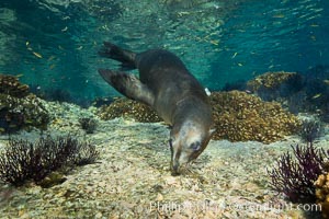 Sea Lion Underwater, Los Islotes, Sea of Cortez