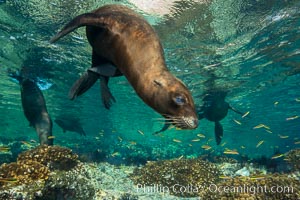 Sea Lion Underwater, Los Islotes, Sea of Cortez. Baja California, Mexico, natural history stock photograph, photo id 32531