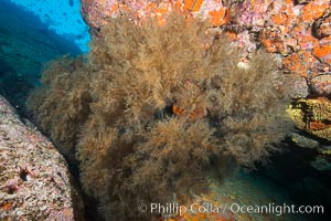 Sea Lion Underwater, Los Islotes, Sea of Cortez