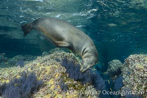 Sea Lion Underwater, Los Islotes, Sea of Cortez