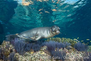 Sea Lion Underwater, Los Islotes, Sea of Cortez