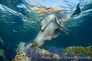 Sea Lion Underwater, Los Islotes, Sea of Cortez