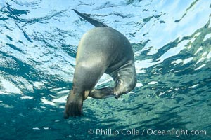 Sea Lion Underwater, Los Islotes, Sea of Cortez