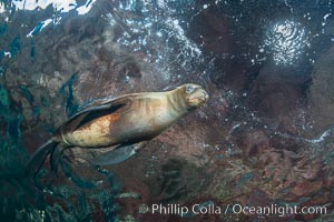 Sea Lion Underwater, Los Islotes, Sea of Cortez