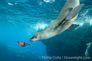 Sea Lion Underwater, Los Islotes, Sea of Cortez